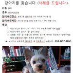 가족같은 <b>제리</b>를 잃어버렸어요 제발 찾아주세요!