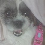 ★★★우리집 개느님 3마리의 일상 ★★★추천!!!!!!!!!!!...