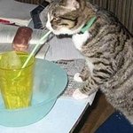 주인에게 혼날 것 같은 <b>동물</b> 모음