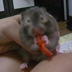 개판,고양이판? <b>햄</b><b>찌</b>판도있음! (사진多)