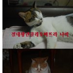 ★9년 나비왕조와 호주냥이의 습격★