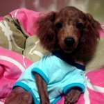 [개판] 정말 못생긴 <b>토이</b>푸들 입양기 ♡ (개..스압..)