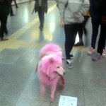 역곡역에서 <b>핑크색</b> 개를 또  봤어요