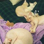 (사진스압)<b>스핑크스</b> 고양이의 파란만장 출산기