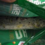 ●밀레니엄 빼빼로데이<벌레빼빼로> 이게 왠말입니까???●
