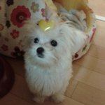 ★☆ 개판   우리 쭌이를 소개합니다~