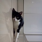 ★☆★우리집 냥이들♡"돼지/<b>베베</b>/반달/산이"★☆★