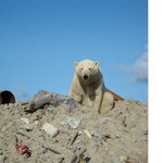 지상 최강 <b>포식자</b>의 씁쓸한 현실.