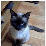 ★★★★베플되서 쓰는 사파리판 (고양이)2탄 ★★★★★