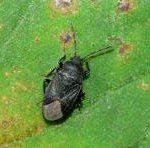 벌레를 <b>증오</b>하는 사람들은 다모여라ㅎ.ㅎ