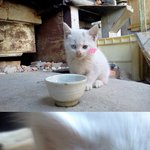 (사진 有) [수정] 저의 집에 <b>오드</b>아이 고양이이가 왔어요!