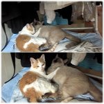 ★★★★베플되서 쓰는 사파리판 (고양이)3탄 ★★★★★