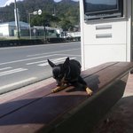 버스정류장 <b>의자</b>에 앉아있는 개(사진有)