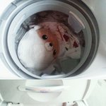 (사진有)우리집 <b>햄스터</b>가 세탁기에 빠졌어요ㅠㅠㅠㅠㅠㅠ