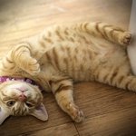 알아듣고 대답 잘하는  예쁜 냥이 <b>미미</b>냥이를 소개합니다  사진,...