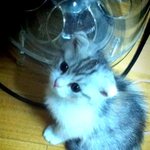 팔자좋은 우리 아<b>깽이</b>들을 소개합니다~