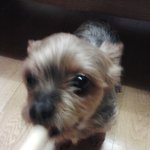 사진有★★★★★다크엔젤몬보다 귀여운 강아지 <b>엔젤</b>을 소개합니다  ★★★★★