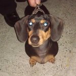 [사진有]★강아지주인을찾습니다★(<b>대치</b>4동)