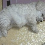 개판개판ㅋㅋㅋㅋ 우리집개님 별이    사진有