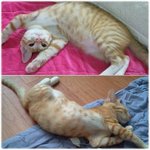 ★★★★베플되서 쓰는 사파리판 (고양이)4탄 ★★★★★