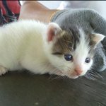 ★급★차에 치일뻔한 고양이 데려왔어요.