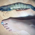 (사진有) 내 발만한 왕새우 인증★★★