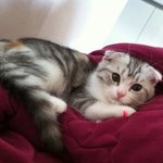 팔자좋은 우리 아깽이들을 소개합니다~