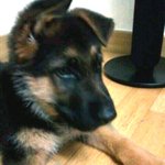 (추가) 사진 有) 우리<b>집</b> 아기 세퍼트 <b>돌</b>쇠 이야깅 !!