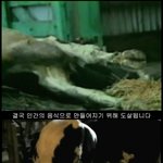 제발꼭봐주세요...★★★★당신의 고기를 만나보세요★★★★