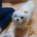 개판 + 가족이야기. 특별한 개 이야기와 가족 이야기를 고시원 들어가기...