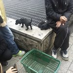 <b>동물</b>의 모성애를 무시한돈벌이