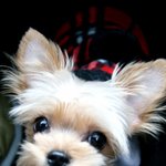 우리집 강아지가 <b>cd</b>를 먹었어요; ㅜ