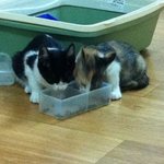 (고양이판)울집 냥이 소개합니다