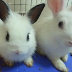 우리집사랑스럼이들을 소개함니당