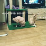 (사진스압)스핑크스 고양이의 파란만장 생활기 4탄~!!!!!!