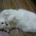 사진有)고냥이가 대세!