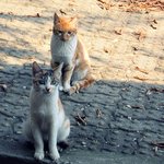 외눈박이 냥이