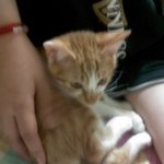 (사진有) 저희 집 업둥이 웅이를 소개합니다~