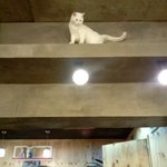 ★★★사진有) 헤어샵에 사는 고양이 3마리의 일상 (스압주의!!...