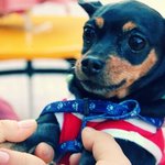 [개판有] 사고뭉치 도도양'ㅁ'!!!!!!!!!!!!!!!!!!...