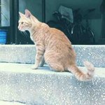 ★★(사진有)출산드라야옹이와 사파리가된우리집(수정)★★