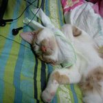 ★<b>미묘</b>는 아니지만 귀여운 고양이 `웅`이를 소개하겠음★