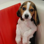 ☆★개판☆★☆★개판☆★☆★애견샵에 <b>놀러</b>오세혀☆★☆★개판☆★☆★개판☆★