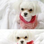 ★★★★★ 이뻐서 콱 깨물어주고싶은 나의개님 (사진 대박많아有(유))