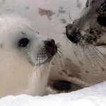 <b>멸종</b>위기동물들도와주세요퍼트려주세요제발요..