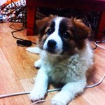 유기견을 주웠어요