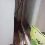 ▶▶▶▶세상에서제일이쁜회색천사들▶▶▶▶(냥이판스압주의)