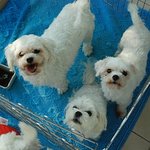 22☆★개판☆★☆★개판☆★☆★애견샵에 <b>놀러</b>오세혀☆★☆★개판☆★☆★개판☆★