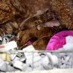 ★★★★★강아지 <b>보리</b>의 출산기!