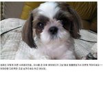 아니 미용사 양반 이게 무슨일이요?.jpg